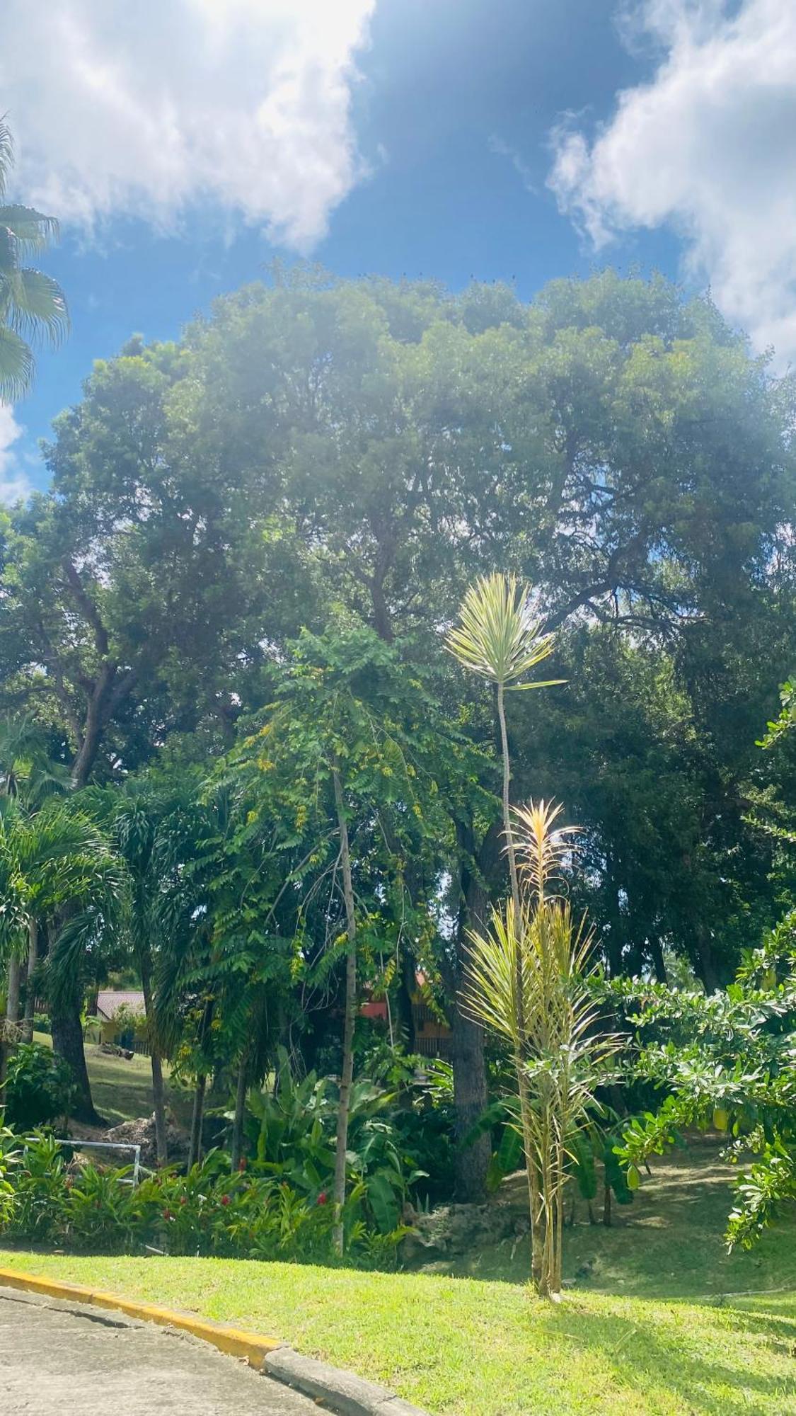 Secret Garden Villa Sainte-Anne Buitenkant foto